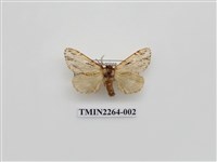 藏品(灰小掌舟蛾)的圖片